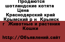 Продаются шотландские котята › Цена ­ 2 000 - Краснодарский край, Крымский р-н, Крымск г. Животные и растения » Кошки   